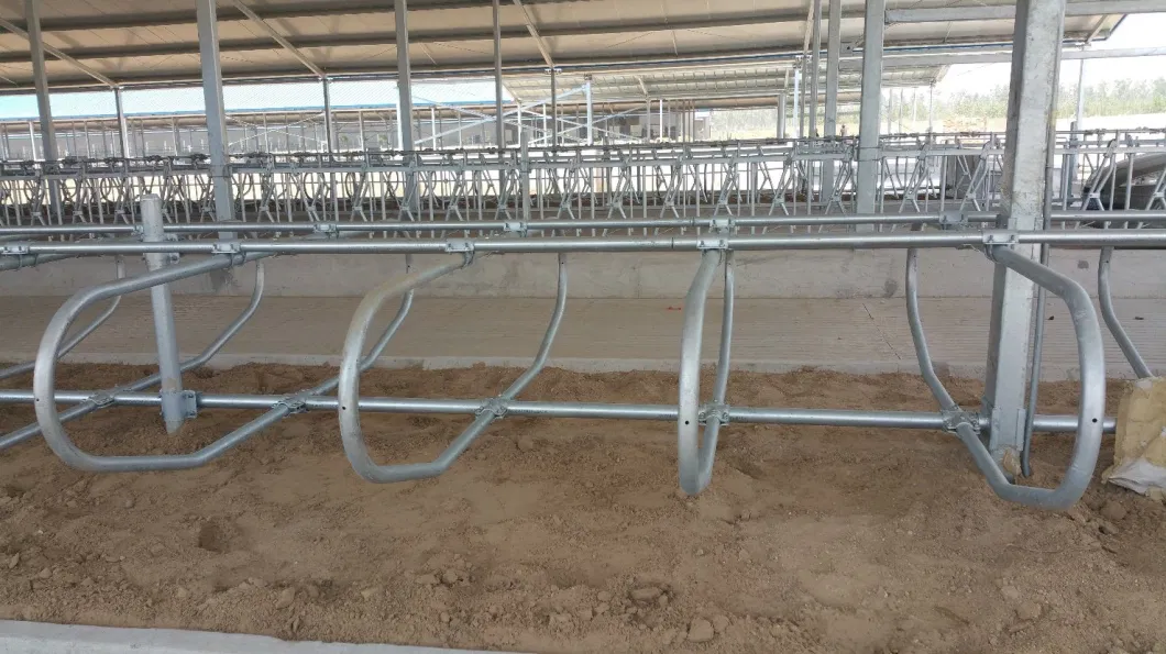 Dairy Farm Equipment Cattle Fence Increasing Lying Time Single Cow Free Stalls