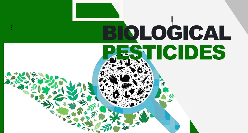 Fungicide Chemicals Agriculture Kasugamycin 70%Tc 2% SL 3% SL 6% SL 6%Wp Kasugamycin