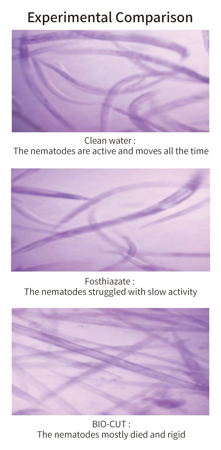 Bio Cut Biological Organic Liquid Stimulant Fertilizer for Nematodes