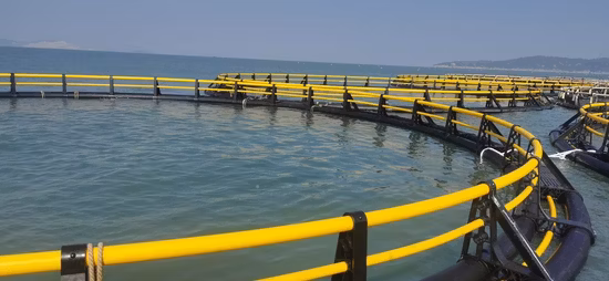 Marine and Offshore HDPE Floating Circular Fish Farming in Deep Sea