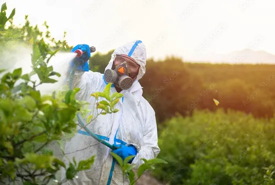 Large Rye Fields Employ Low Toxicity ALS Inhibiting Herbicide 